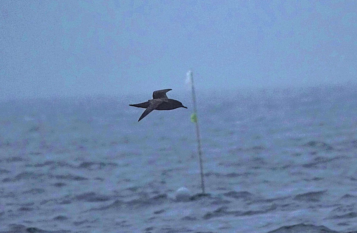 Sooty Shearwater - Edurne Ugarte