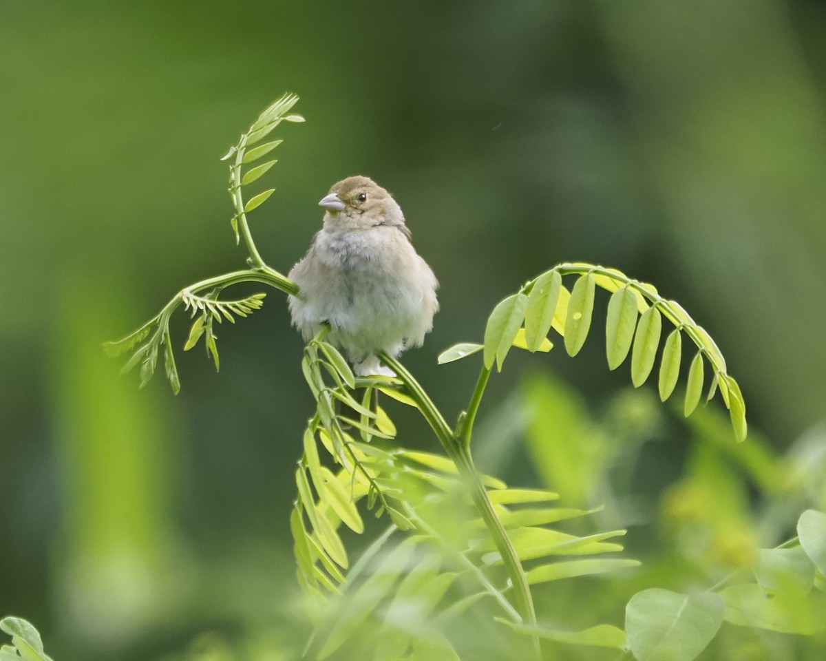 Indigo Bunting - ML622889667