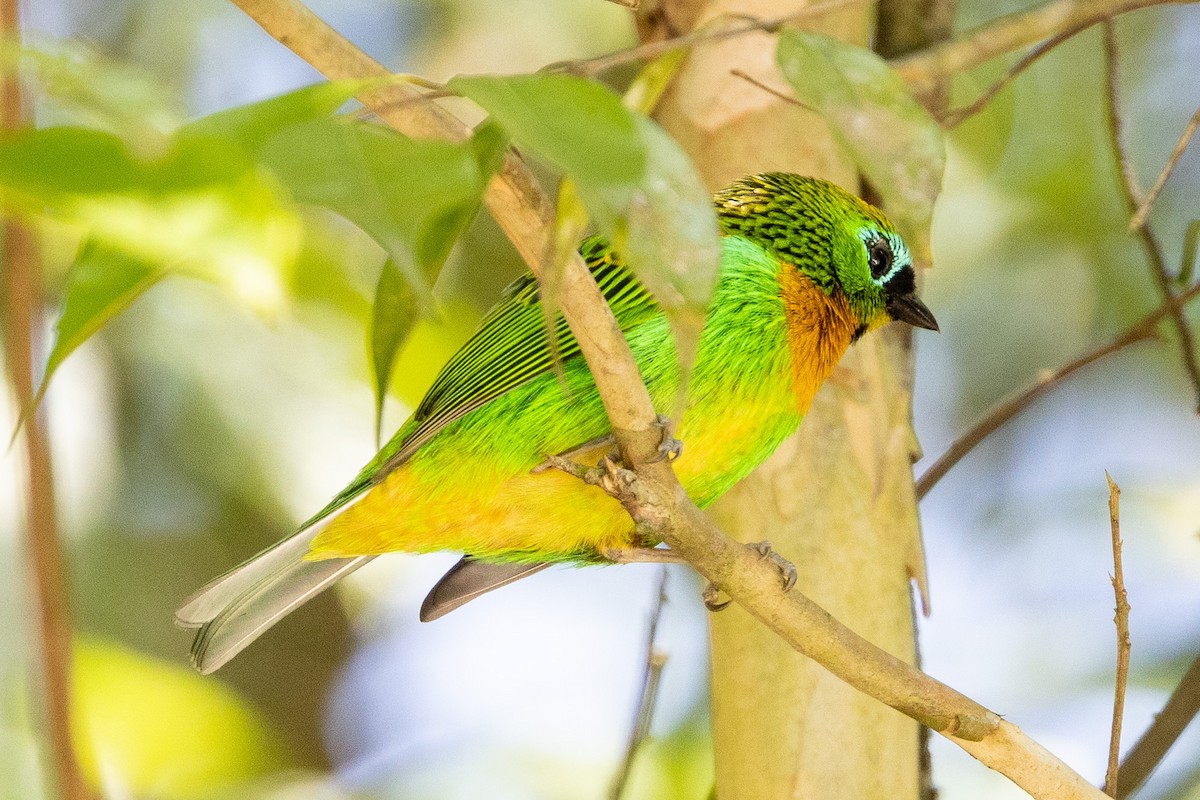 Brassy-breasted Tanager - ML622889674