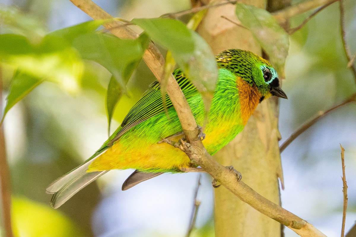 Brassy-breasted Tanager - ML622889696