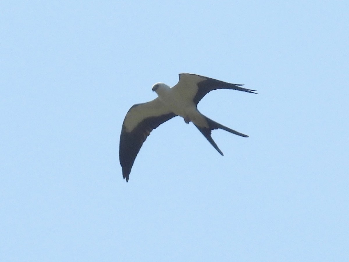 Swallow-tailed Kite - ML622889704