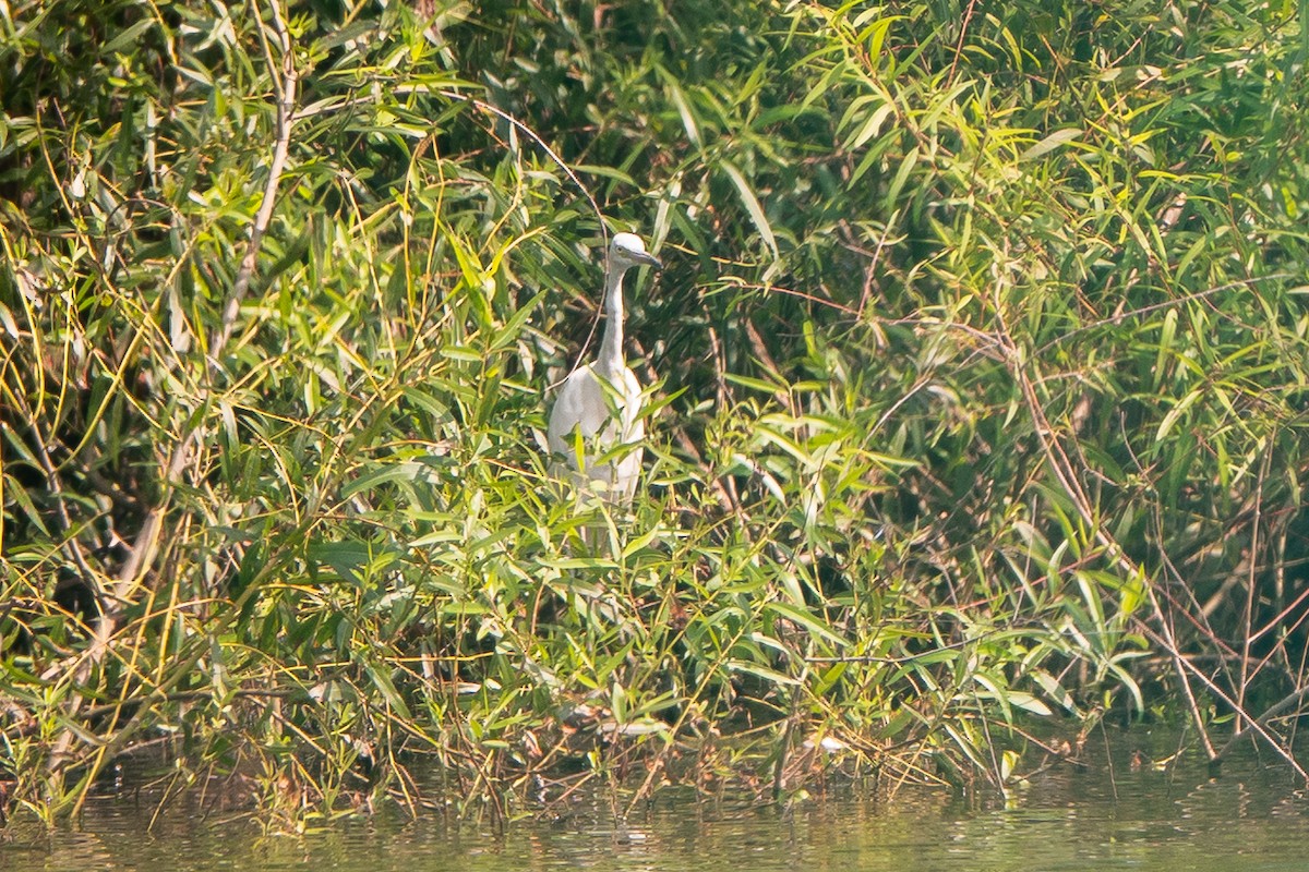 Little Blue Heron - ML622889707