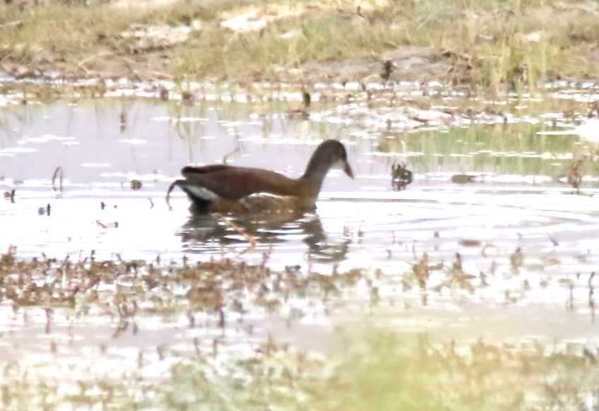 Common Gallinule - Steve Stump