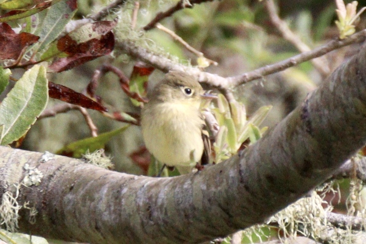 Western Flycatcher (Pacific-slope) - ML622889798