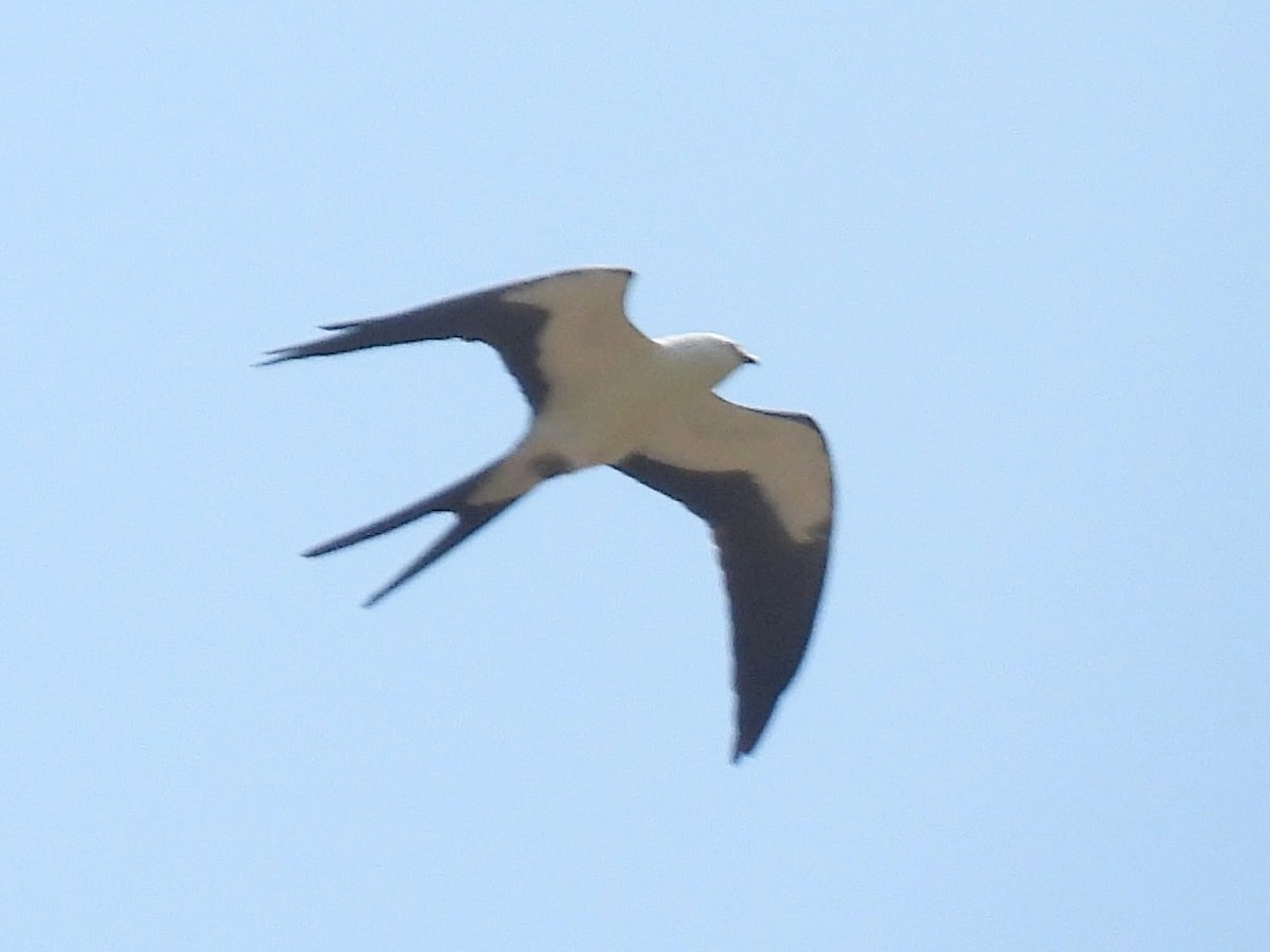 Swallow-tailed Kite - ML622889805