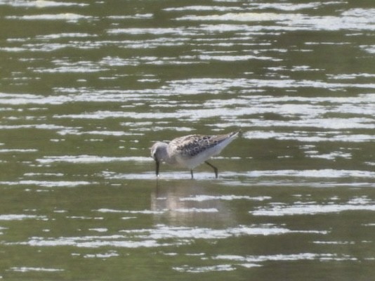 Bindenstrandläufer - ML622889820