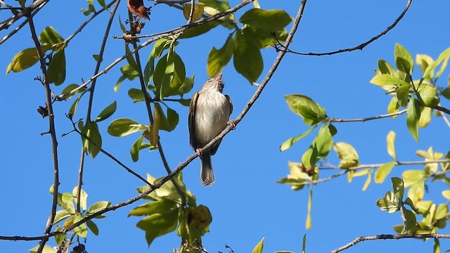 Pearly-vented Tody-Tyrant - ML622889827