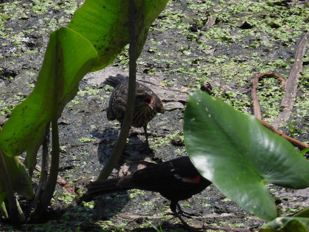 Red-winged Blackbird - ML622889872