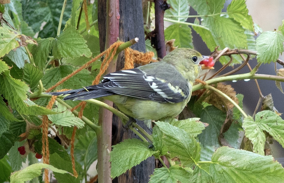 Western Tanager - Alan Burger