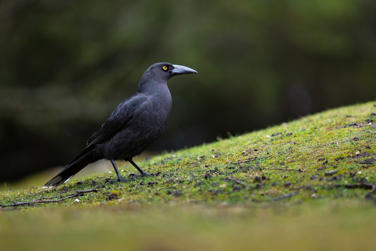 Black Currawong - ML622889916