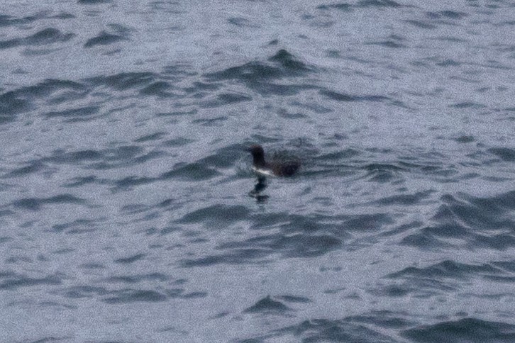 Common Murre - ML622889918