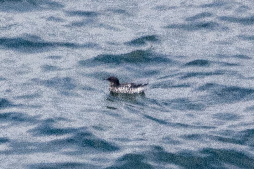 Pigeon Guillemot - ML622889927