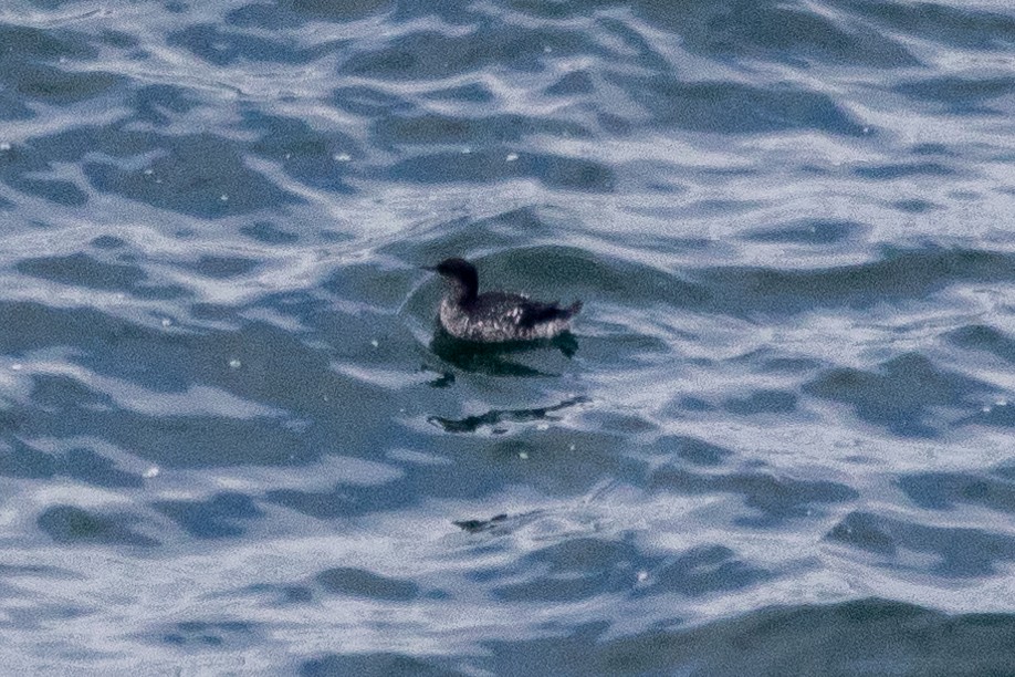 Guillemot colombin - ML622889928