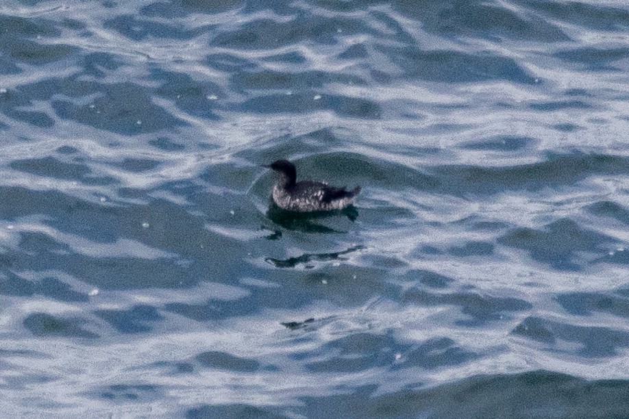 Pigeon Guillemot - ML622889928