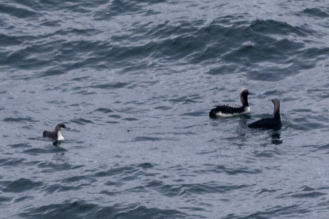 Pacific Loon - ML622889937