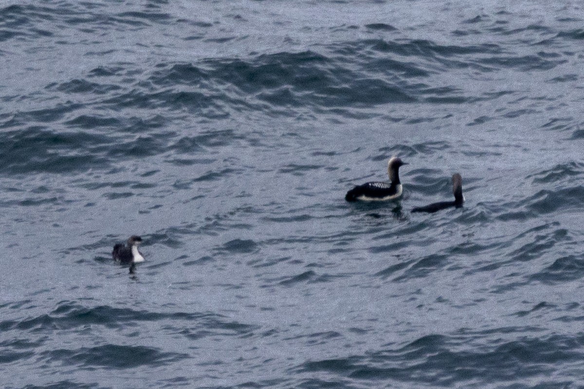 Pacific Loon - ML622889938