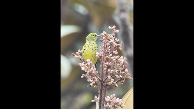 Yellow-bellied Tanager - ML622889950