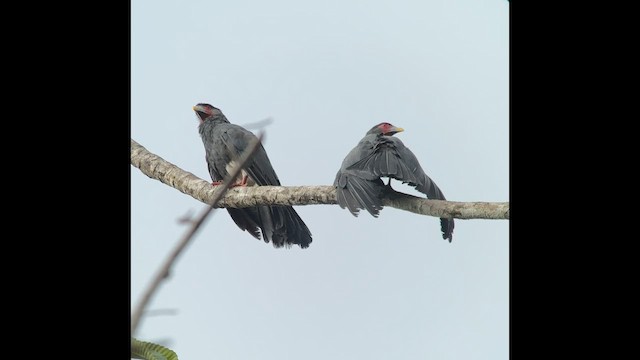 Red-throated Caracara - ML622890046