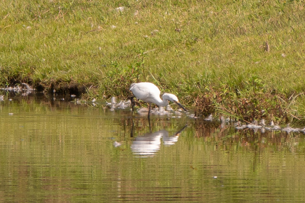 Snowy Egret - ML622890057