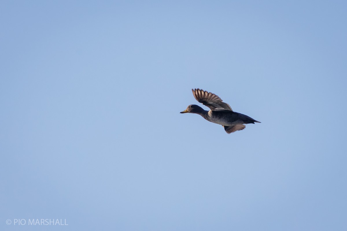 Yellow-billed Teal - ML622890076