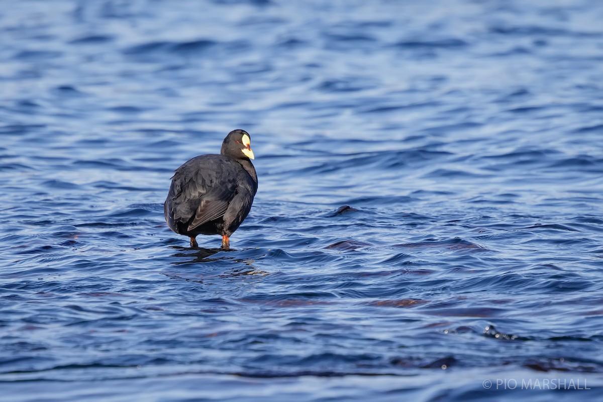 Red-gartered Coot - ML622890100