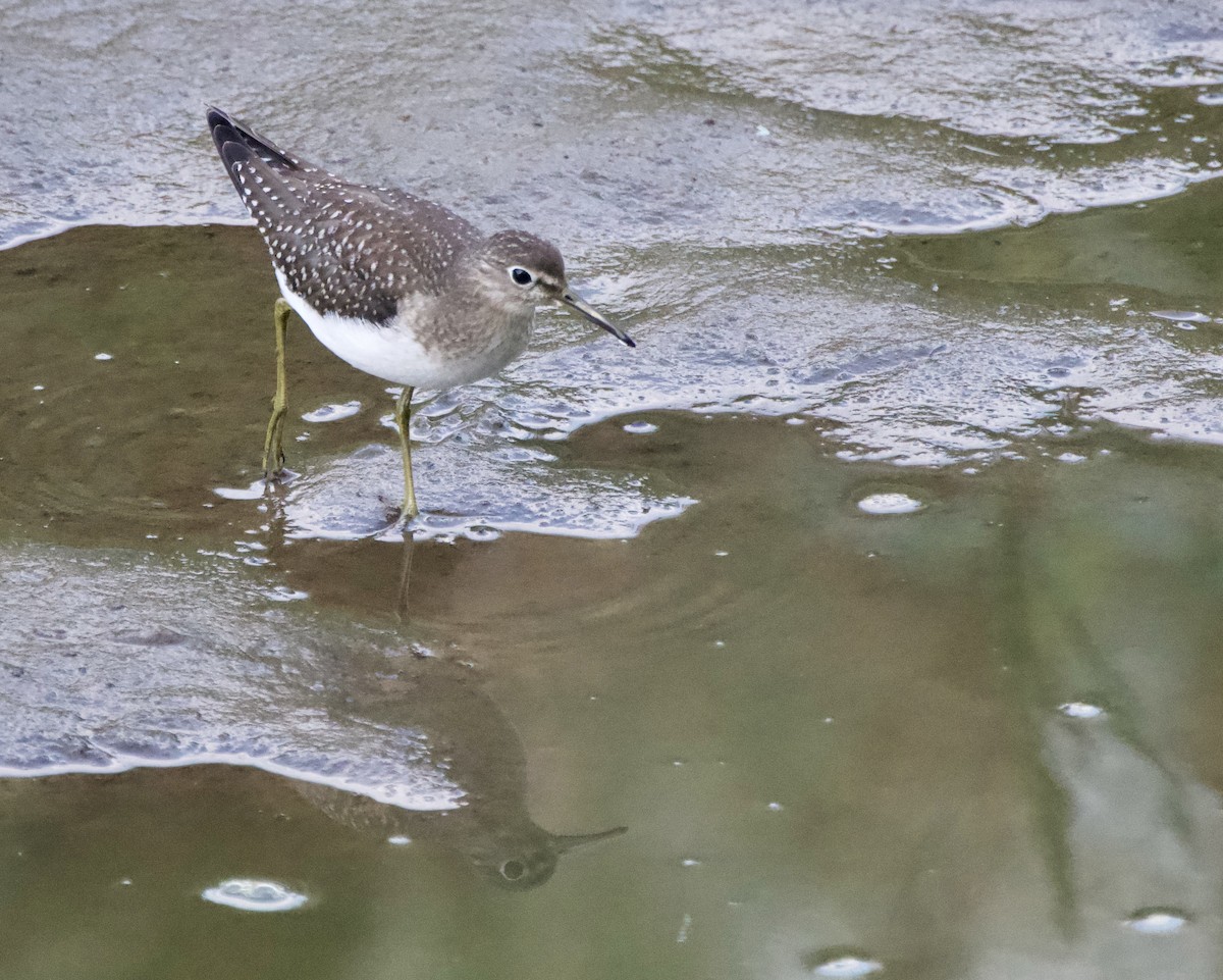 Solitary Sandpiper - ML622890122