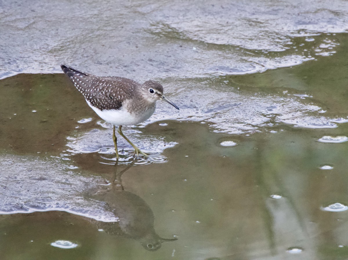 Solitary Sandpiper - ML622890123