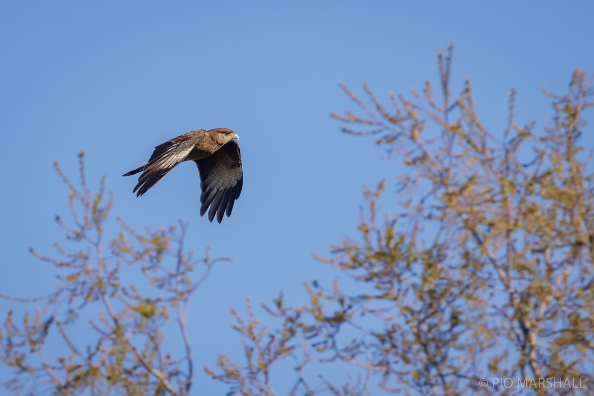 Chimango Caracara - ML622890131