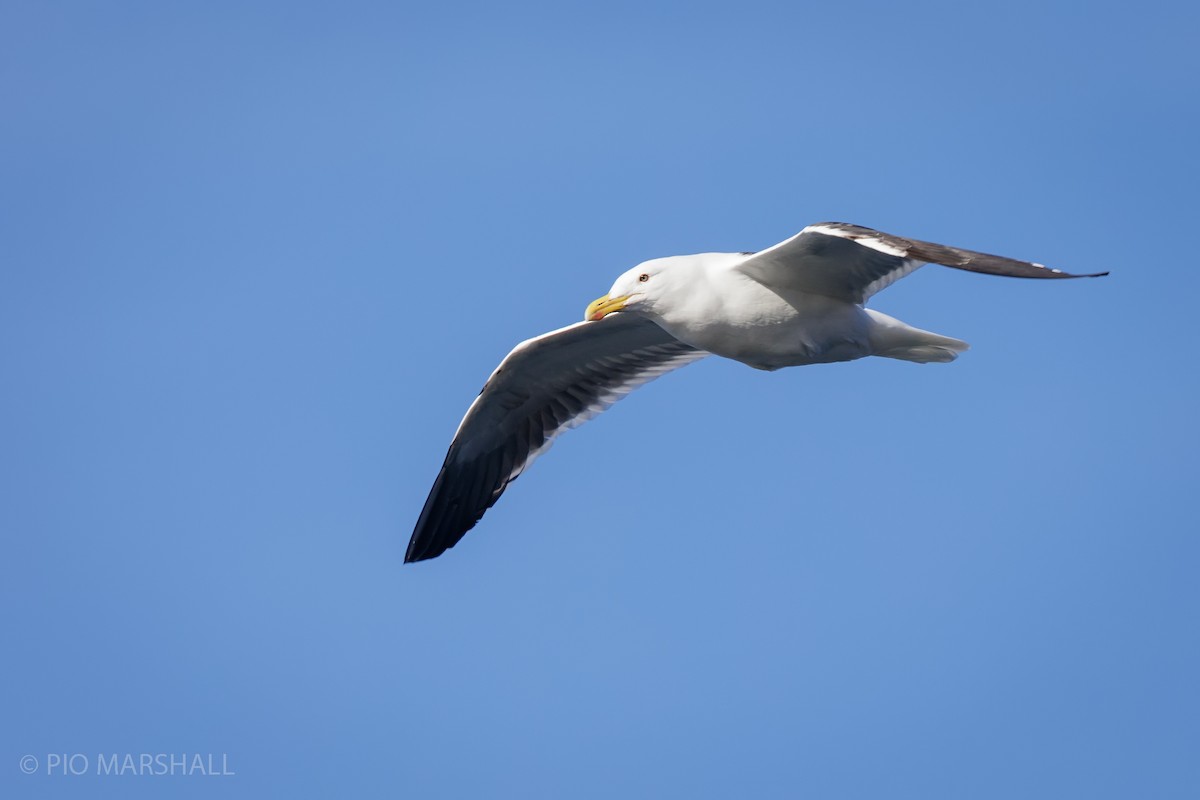 Kelp Gull - ML622890153