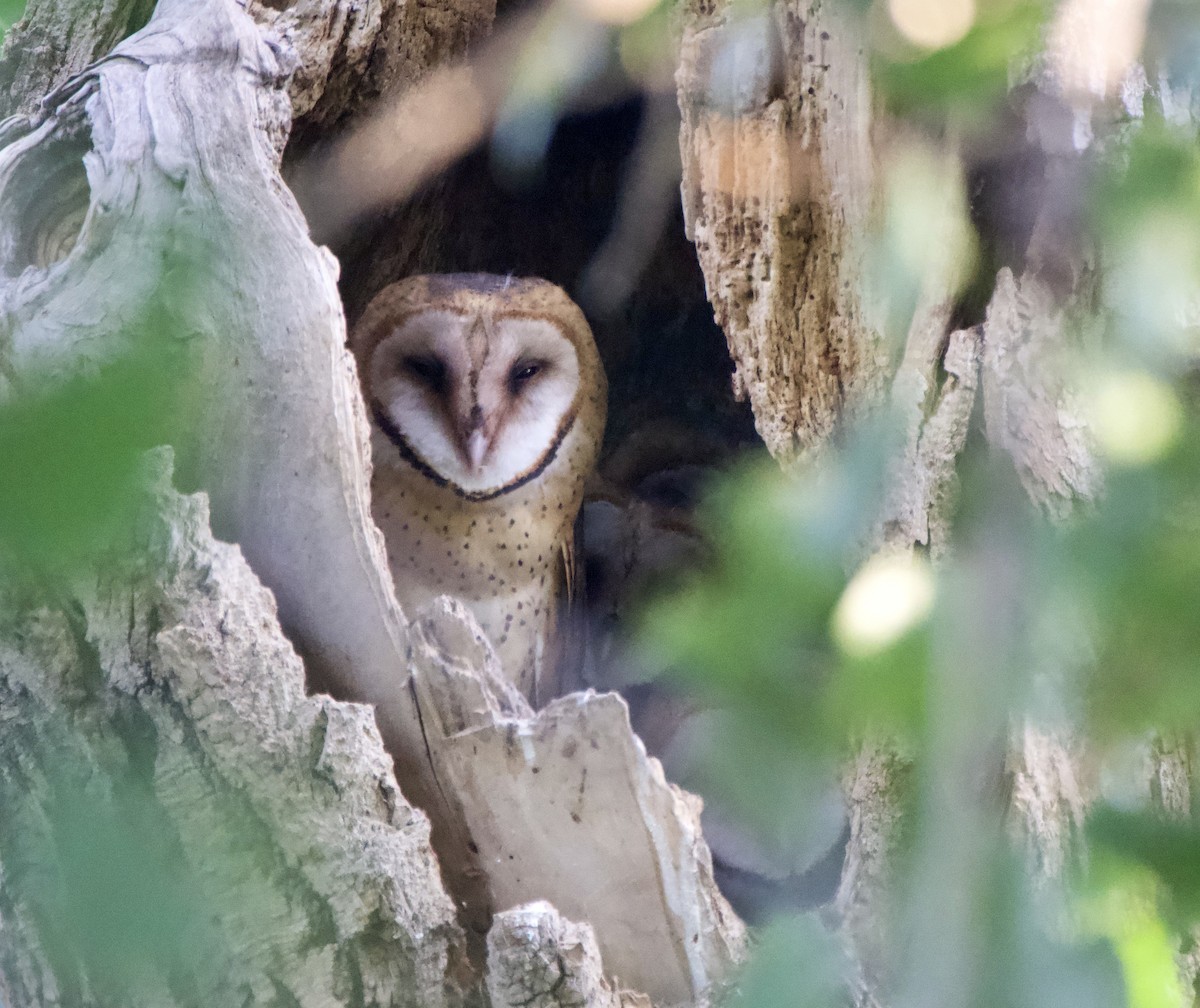 Barn Owl - John Arthur