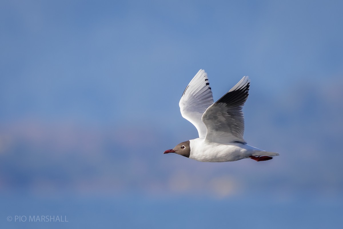 Brown-hooded Gull - ML622890160