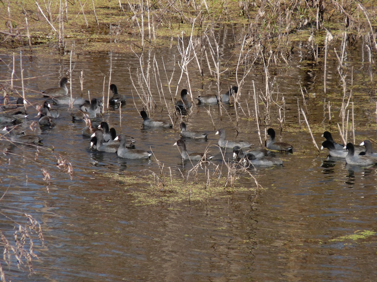 American Coot (Red-shielded) - ML62289021