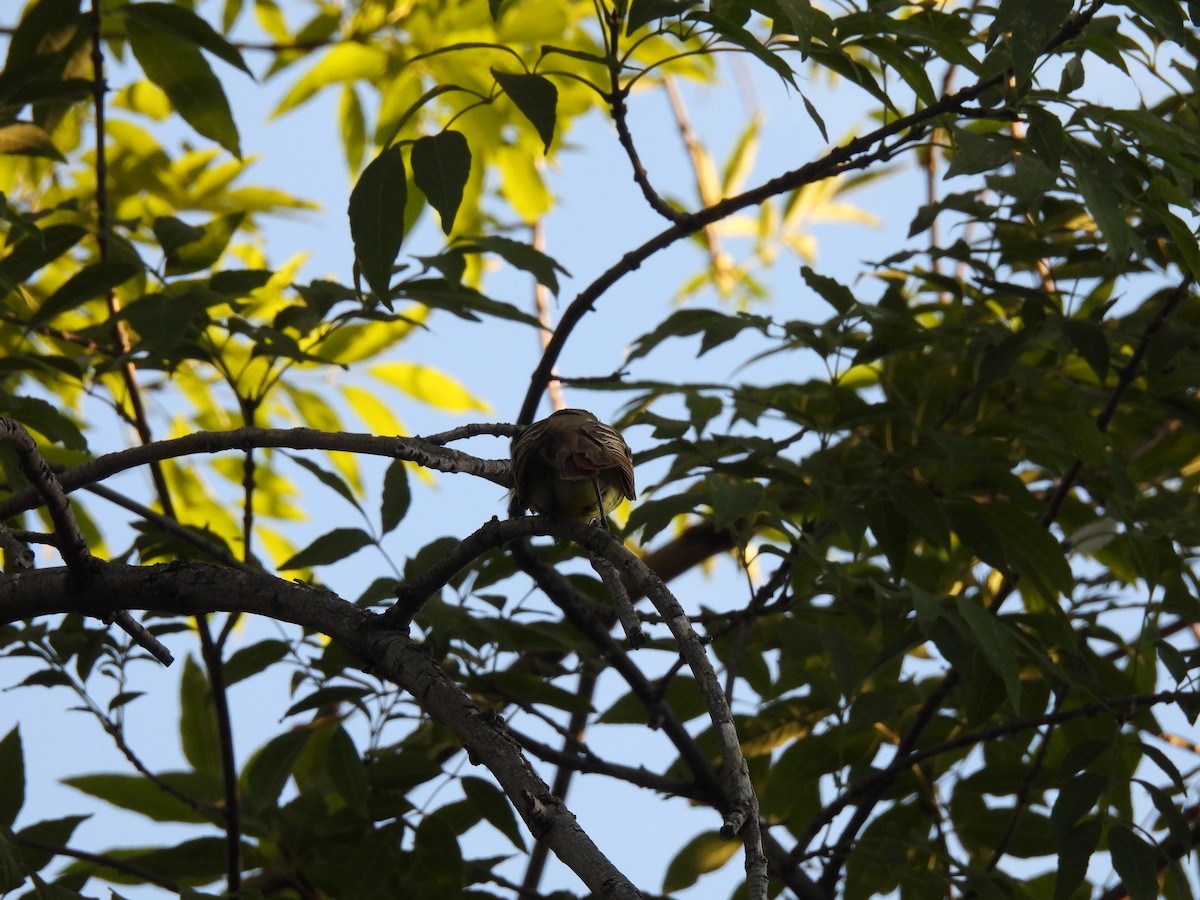 yellow-bellied kingbird sp. - ML622890275