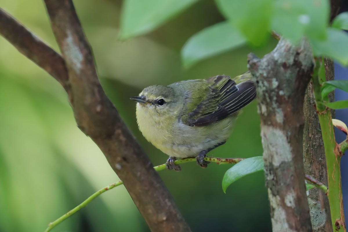 Tennessee Warbler - ML622890377