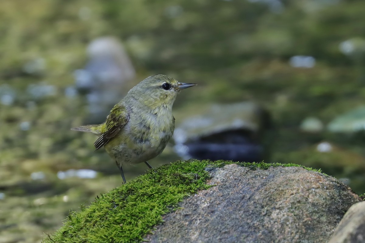 Tennessee Warbler - ML622890378