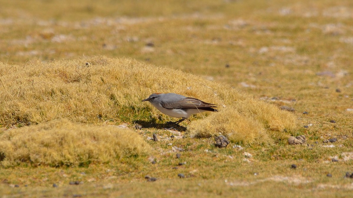 Rufous-naped Ground-Tyrant - ML622890413