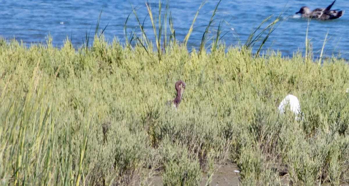 Tricolored Heron - Andrew Kenny