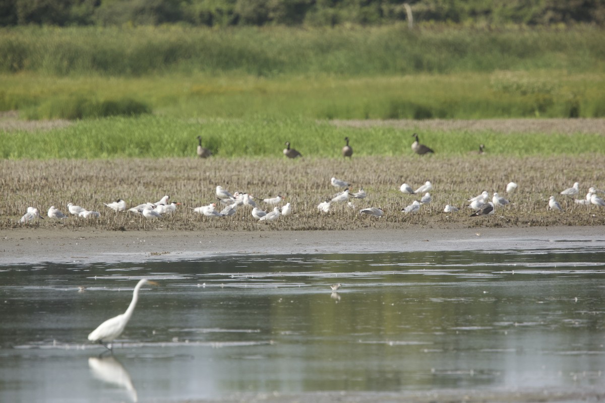 Lesser Black-backed Gull - ML622890516