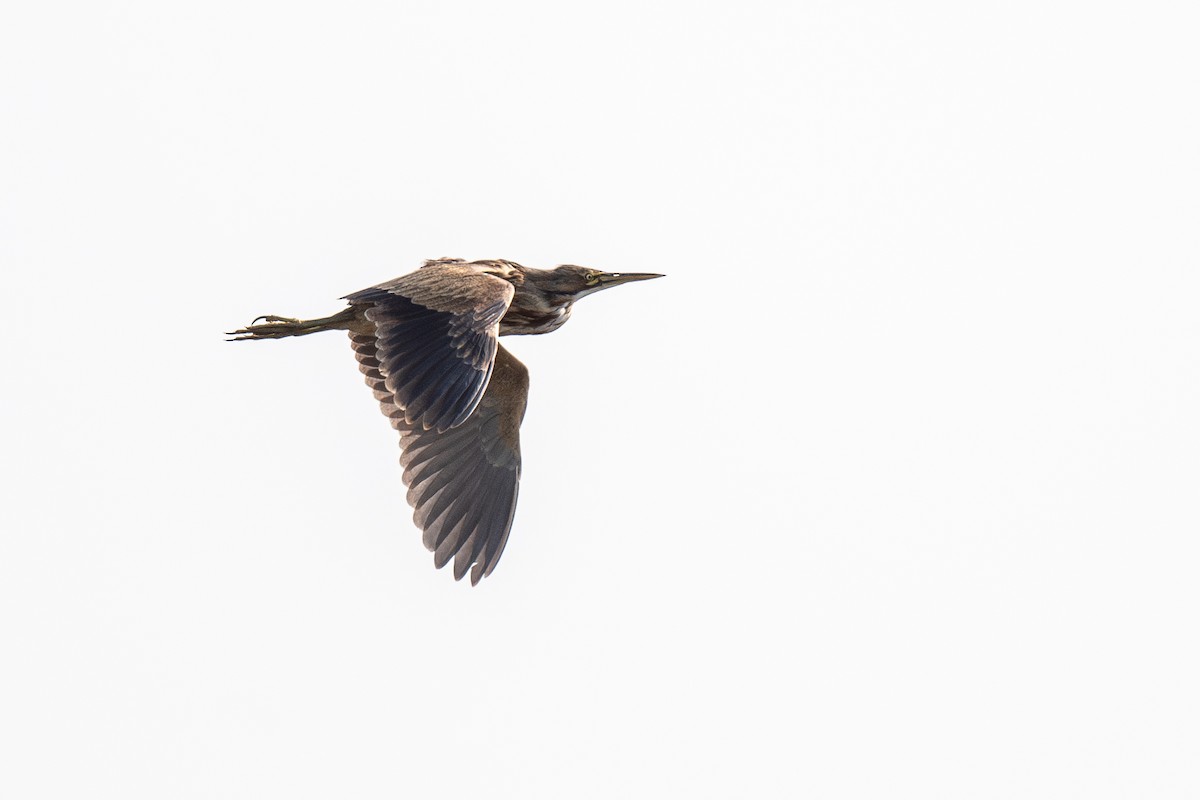 American Bittern - ML622890618