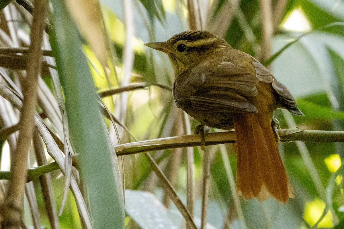 White-browed Foliage-gleaner - ML622890704