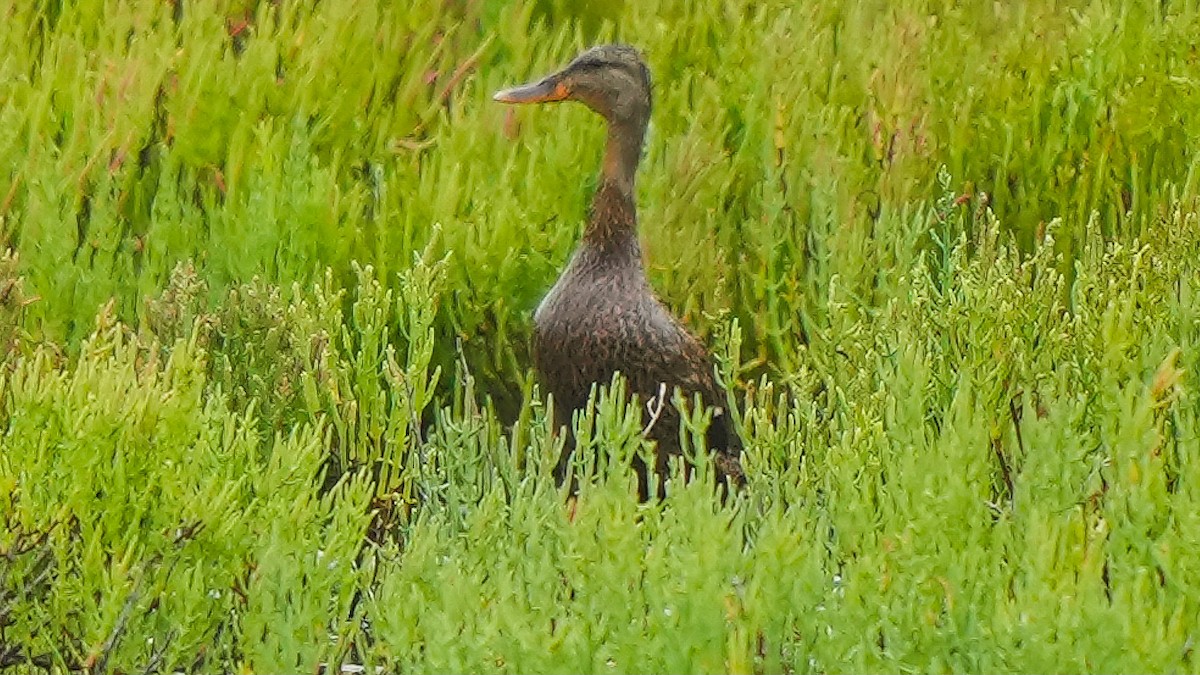 Mallard/Mexican Duck - ML622890739