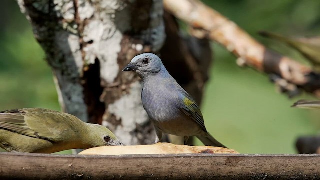 Golden-chevroned Tanager - ML622890745