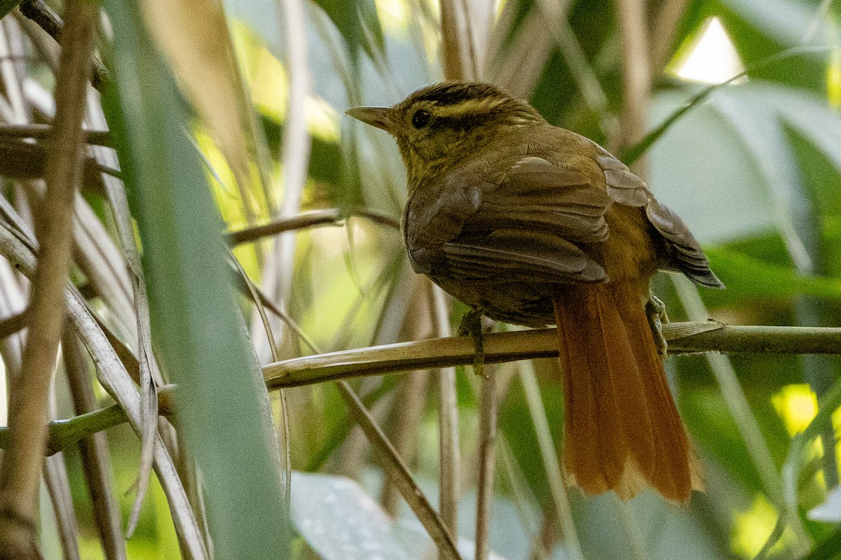 White-browed Foliage-gleaner - ML622890770