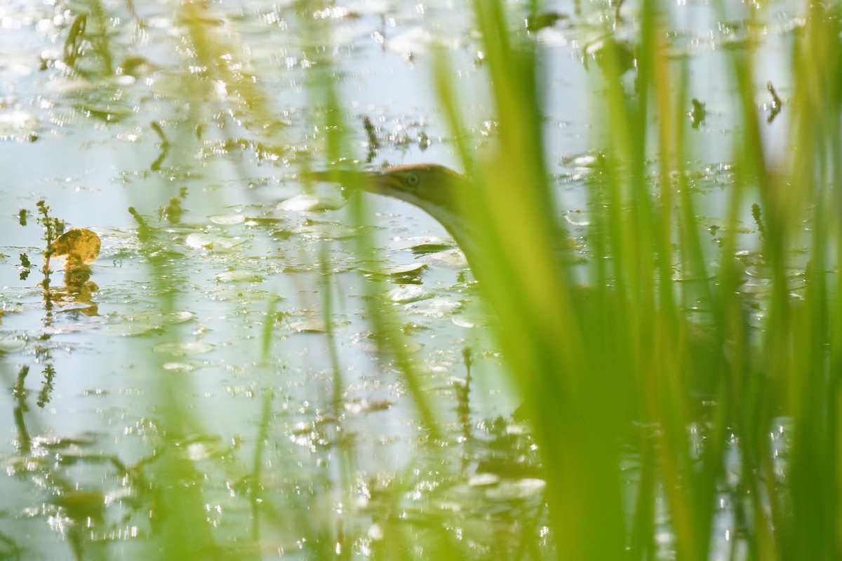 Least Bittern - Ian Campbell