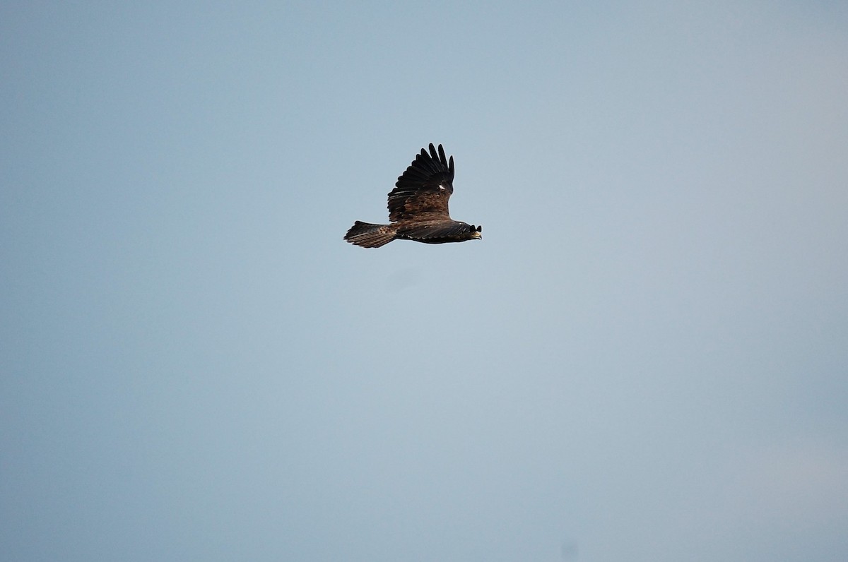 Swainson's Hawk - ML622890852