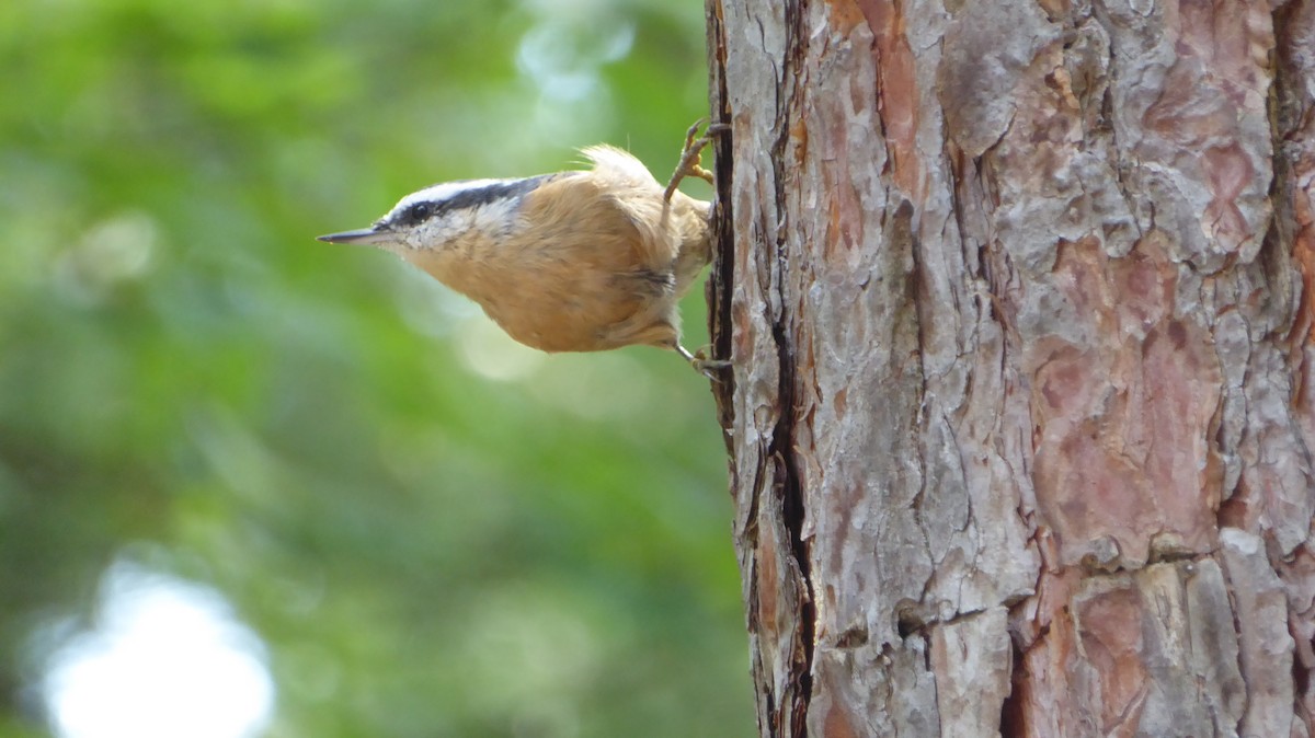 Red-breasted Nuthatch - ML622890858