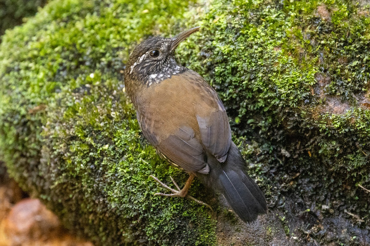 Sharp-tailed Streamcreeper - ML622890878