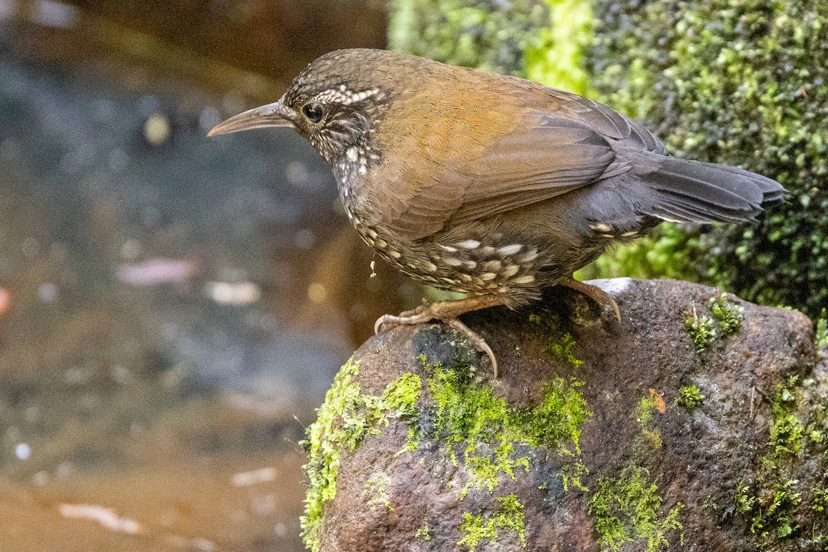 Sharp-tailed Streamcreeper - ML622890886