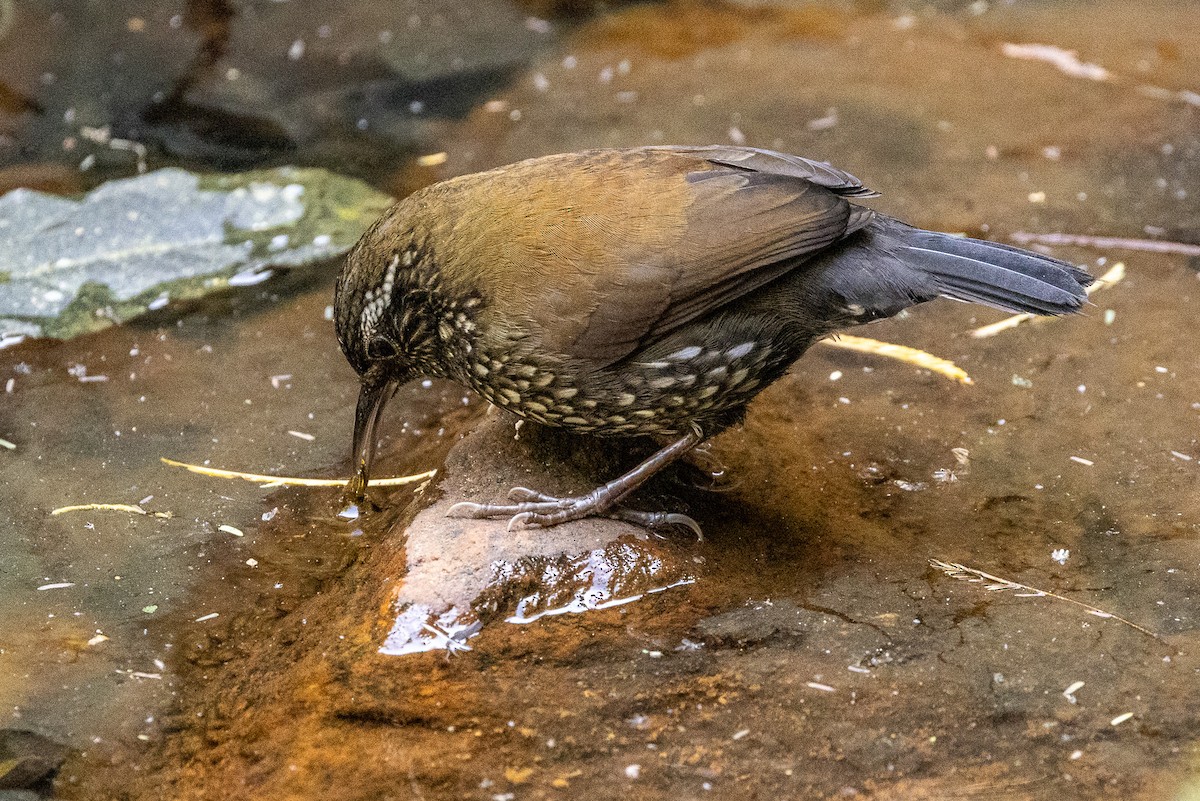 Sharp-tailed Streamcreeper - ML622890917