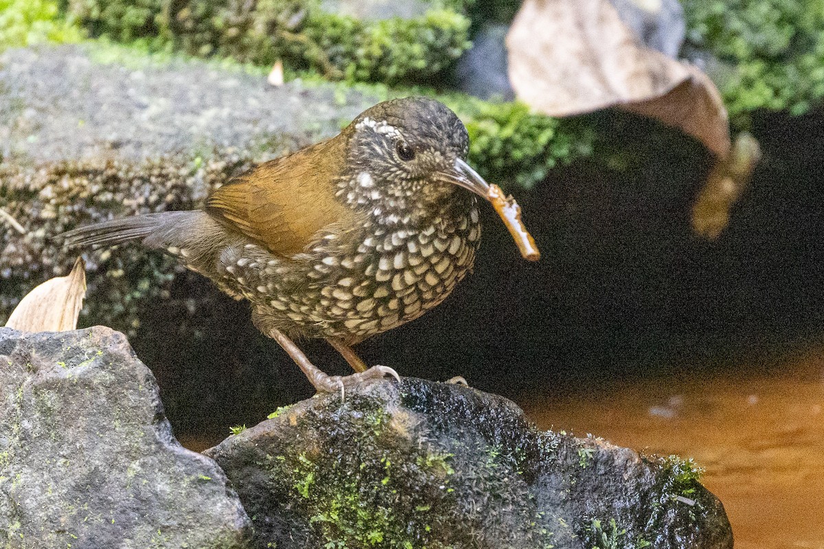 Sharp-tailed Streamcreeper - ML622890938